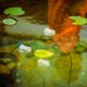 thumbnail image 1 of unbranded 10Ud Decorativas Transparentes Ligeras Para Acuario Con Para Colgar, 1 of 8