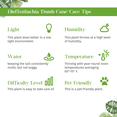 thumbnail image 5 of Dieffenbachia Reflector Live Plant for Indoor | Different Houseplants in 4'' & 6'' Pot | Real House Plant for Living Room, Office, Desk & Bathroom | Dumb Cane Reflector, 5 of 6