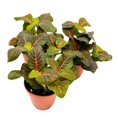 thumbnail image 4 of Red Nerve Plant 2 inch Set of 3 Mosaic Red Veined Fittonia Tiny Mini Pixie Plants, 4 of 7