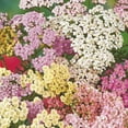 thumbnail image 4 of Ferry-Morse 25 PS Achillea Summer Pastels Perennial Flower Seeds, Full Sun, 4 of 11