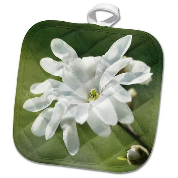 3dRose, White magnolia flower, green background, stylized photo, 8x8 Potholder