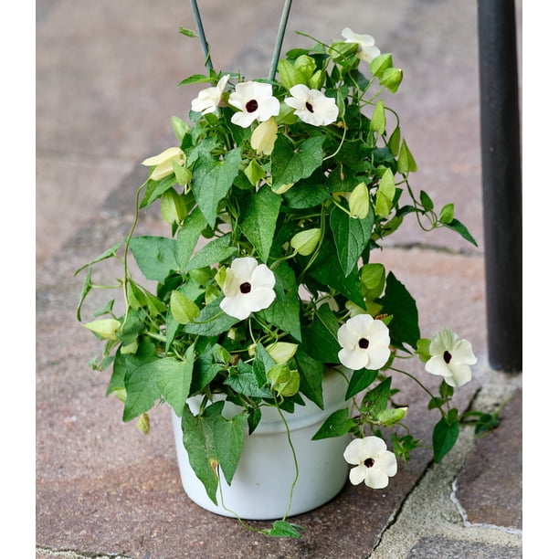 black eyed susan vine