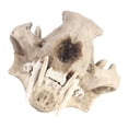 thumbnail image 4 of Cabeza de Resina Sunnimix Cráneo animal artificial de la resina, 4 of 8