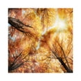 thumbnail image 1 of Forest Decorative Satin Napkins Set of 4, Fall Autumn Season Sun Beaming Through the Trees Freshening Picture, Square Fabric Party & Dinner Napkin, 12", Orange Yellow Dark Brown, by Ambesonne, 1 of 2