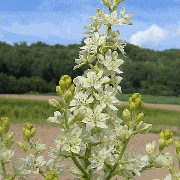 Everwilde Farms 1 Lb Bunch Flower Native Wildflower Seeds Gold