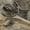 Beige, variant on Addison Rugs Mayfield Premium Machine Washable Transitional Animal Gray Rectangle Rug, 10' x 14'