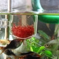 thumbnail image 3 of Transparent Aquarium Red Feeder Suction Cup Fish Feeding Cup Container Accessory Automatic Feeders Fish Feeder, 3 of 8