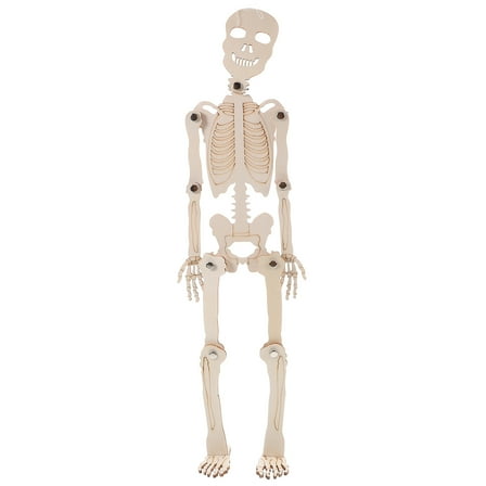 NICEXMAS 1 Set Skeleton Model Human Anatomy Models Wood for Learning Tool at Home Use