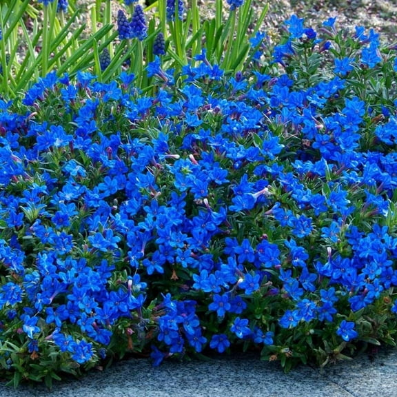 25 Sweet Alyssum Bright Blue Seeds – Tiny Colorful Flower Seeds for Spring & Fall Gardens – Ideal for Pathways, Edges & Hanging Baskets