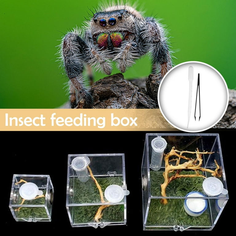 Terrarium Tarantula Small Animals Reptile Feeding Habitat Box Insect Home  Office