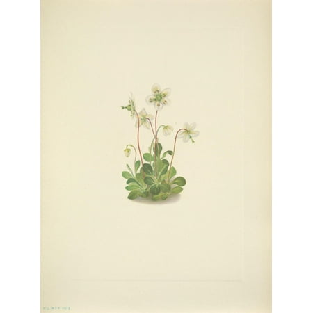N American Wild Flowers 1925 Woodnymph Poster Print by  Mary V Walcott