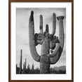 thumbnail image 2 of Art.com View Of Cactus And Surrounding Area Saguaros Saguaro National Monument Arizona 1933-1942 Art Print by Ansel Adams, Brown Frame Wall Art, 23" x 29", 2 of 5