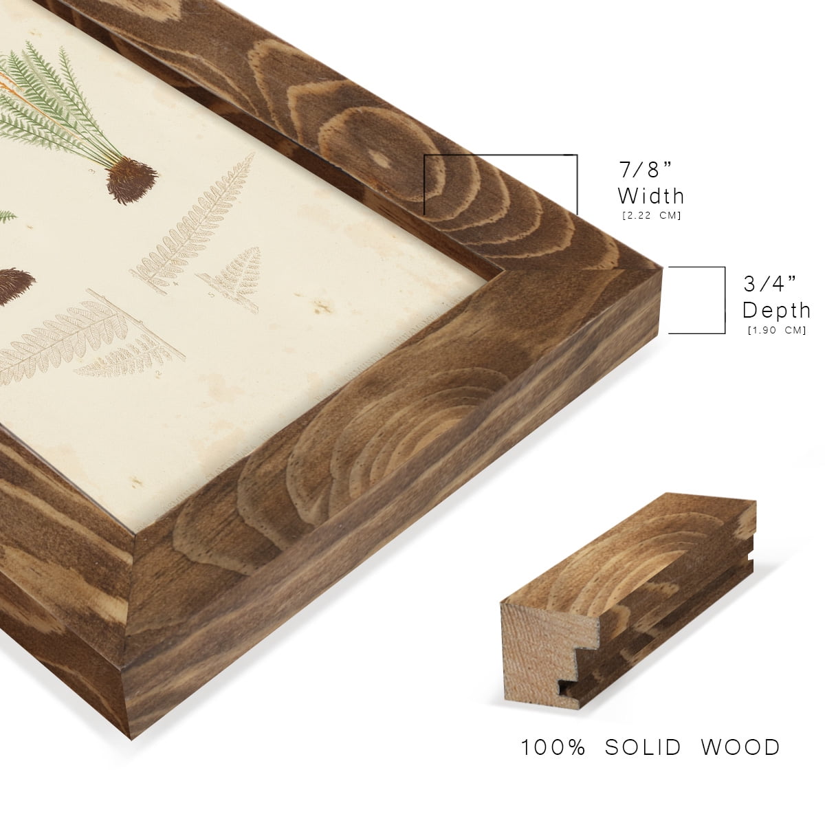 Fern Study III -Framed Print w/glass-Walnut
