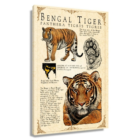 Bengal Tiger Wall Art Knowledge Poster Educational Wall Art Vintage Prints Bengal Tiger Infographic Poster Living Room Decorative Pictures Unframed 12×18 in