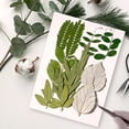 thumbnail image 2 of Inteprter Hoja seca natural DIY Arte hecho a mano Planta en relieve Hojas prensadas Decoración Hogar Decorativo para tarjetas de boda de Type1 NO1, 2 of 6