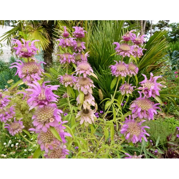 100 SPOTTED BEE BALM Monarda Punctata Flower Herb Horesemint Dotted Mint Seeds