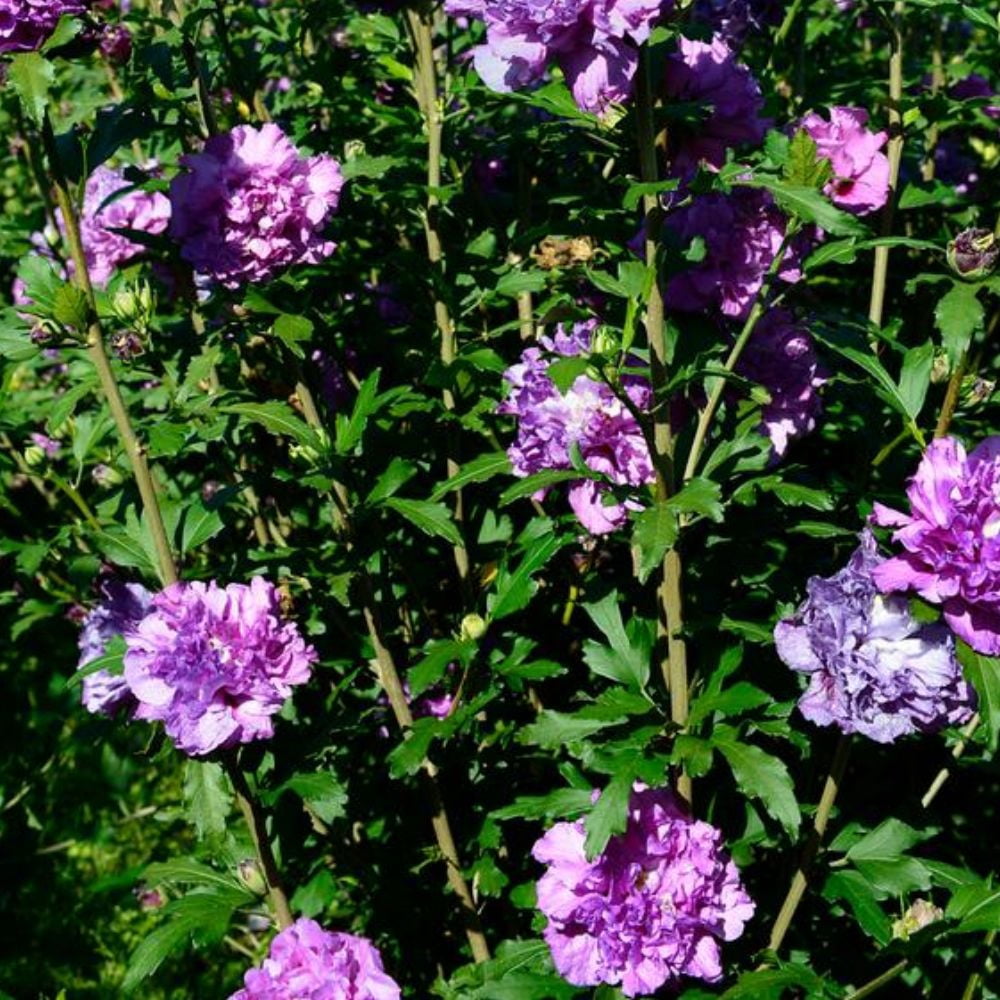 Expert Gardener 3-4 ft tall Purple Althea Tree Form Live Tree in 7-Gallon Grower Pot