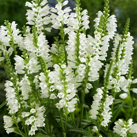Obedient Plant White Flowers - 2000 Seeds