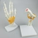 thumbnail image 4 of Modelo de Articulación Del Hombro con Ligamentos Funcionales, Modelo Anatómico , Tamaño Natural, 6.69 X 5.91 X 7.09 Pulgadas, 4 of 6
