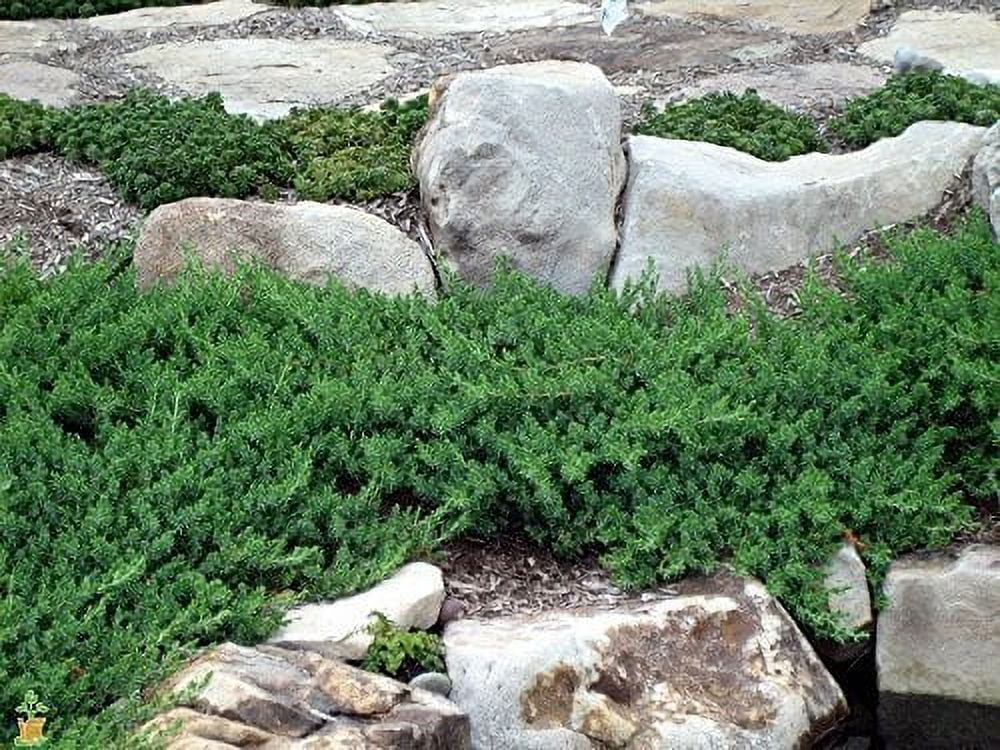 Juniper Blue Pacific - 30 Live Plants - 2" Pot Size - Evergreen Ground Cover 'Shore Juniper'