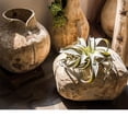 thumbnail image 4 of Parasol Tree Wood Natural Solid Wood Floral Container, 4 of 4