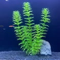 thumbnail image 6 of Artificial Plants - Plastic Artificial Plants Realistic Underwater Seaweed Water Grass For Fish Tank Decor Flexible Fake Plants For Fresh Water Saltwater Aquarium Decoration, 6 of 6