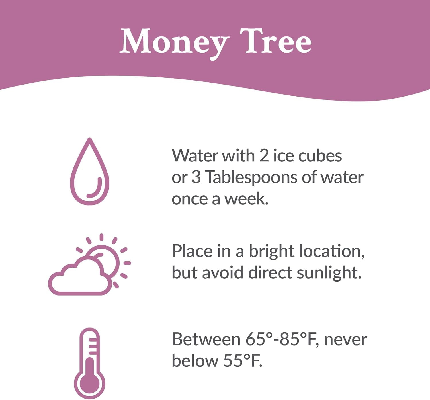 Just Add Ice 14-16" Money Tree in 5" Red Ceramic with Gold Leaf Pick, Live Plant, Indirect Light, Indoor House Plant