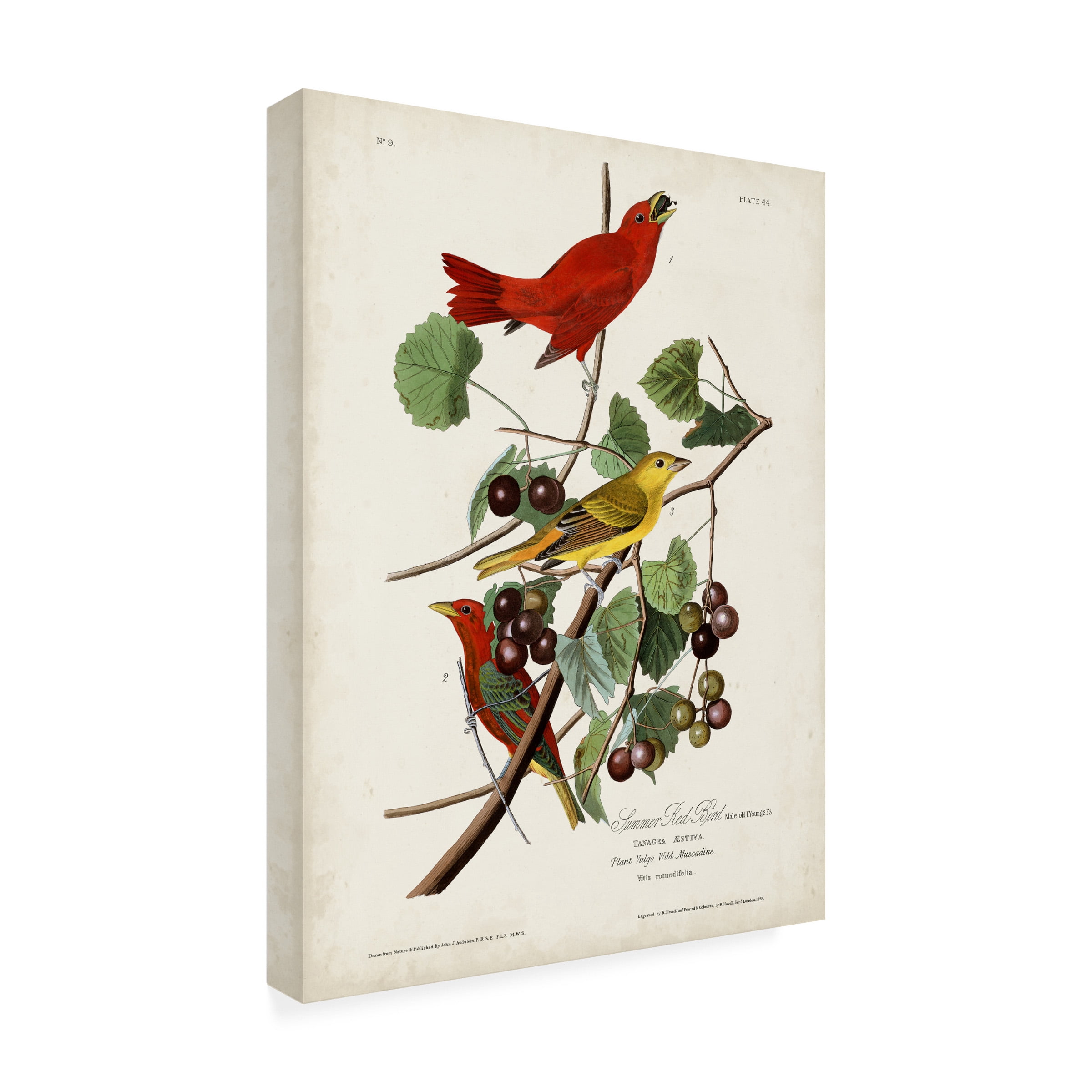 John James Audubon 'Summer Red Bird' Canvas Art