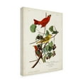 thumbnail image 2 of John James Audubon 'Summer Red Bird' Canvas Art, 2 of 3