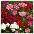 Everwilde Farms Sweet William Flower Seeds 2000 Jumbo Bulk, Gold Vault
