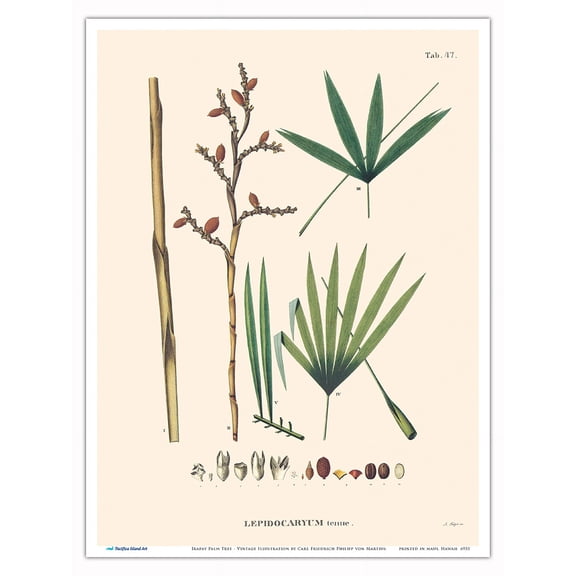 Irapay Palm Tree (Lepidocaryum Tenue) - Vintage Botanical Illustration by Carl Friedrich Philipp von Martius c.1820s - Master Art Print (Unframed) 9in x 12in