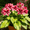 D, variant on Hardy Perennial - Butterfly Flower Hosta Bulbs - Low Maintenance - Ideal for Yard Landscaping, Plant Hangers
