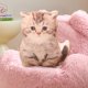 thumbnail image 5 of Puntoco Almohada de imitación de gatito, juguete de peluche, perro, pomerania, muñeca, niñas, almohada cómoda para dormir, 5 of 5