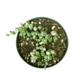 thumbnail image 4 of Variegated Senecio String of Pearls Succulent (6"+ Plastic Pot) - Tiny, Lovely, Easy to Care Succulent for Beginners - Live Healthy Succulent for Home Office - Best Trailing Indoor Plant, 4 of 7