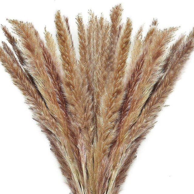 Hierba de pampa seca, 60 tallos, decoración de hierba de pampa natural, flores secas Afortunado Sencillez