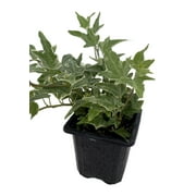 Glacier English Ivy - Hedera - 2.5" Pot Indoors