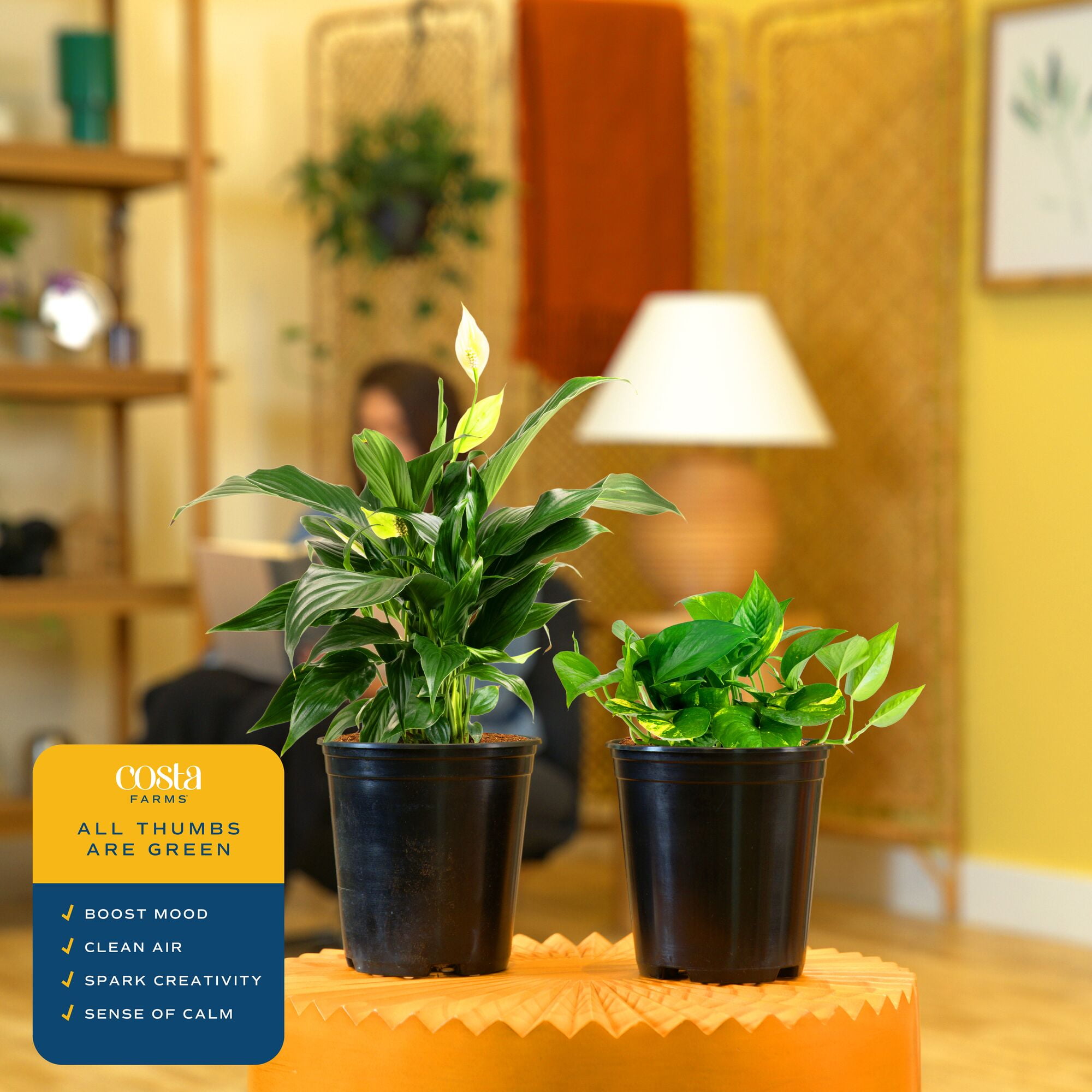 Costa Farms Peace Lily and Golden Pothos Live Plants in 5" Grower Pot