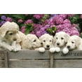 thumbnail image 2 of Labradoodle Pupies Wall Mural by Wallmonkeys Peel and Stick Graphic (18 in W x 12 in H) WM164112, 2 of 4
