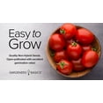 thumbnail image 3 of Large Cherry Tomato Seeds, 3 of 7