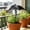 Black, variant on FEOLGEHLY Plant Umbrellas for Outdoor Plants, Large SunShade Adjustable Angle Ground Stake Plant Umbrellas for Garden Potted Flower Plant Cover from Sunlight Exposure(11"X14")