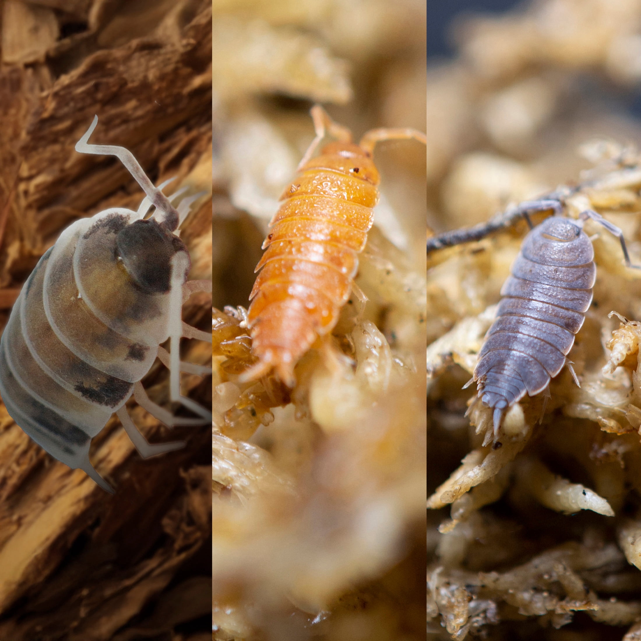 ReptiCulture Party Mix Isopod 10 ct