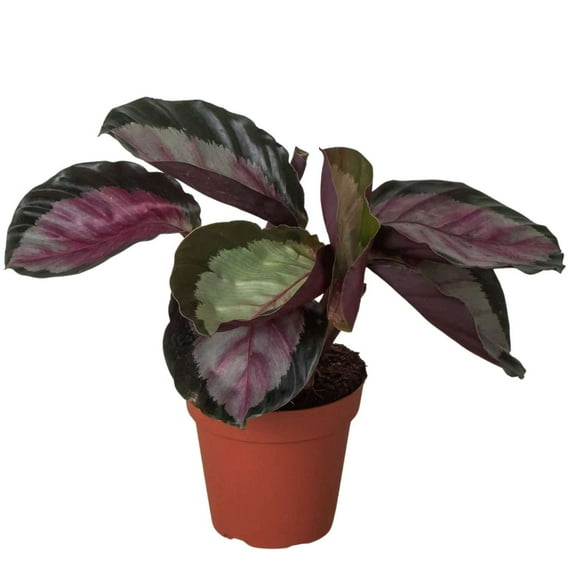 Calathea roseopicta Silvia Live Plant for Indoor | Different Houseplants in 4'' & 6'' Pot | Real House Plant for Living Room, Office, Desk & Bathroom | Prayer Plant
