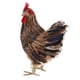 thumbnail image 1 of Decoración de animal Sunnimix modelo de 9 pulgadas liviana, 1 of 8