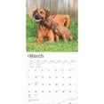 thumbnail image 3 of Rhodesian Ridgebacks | 2025 12x24" (Hanging) Square Wall Calendar | BrownTrout, 3 of 9