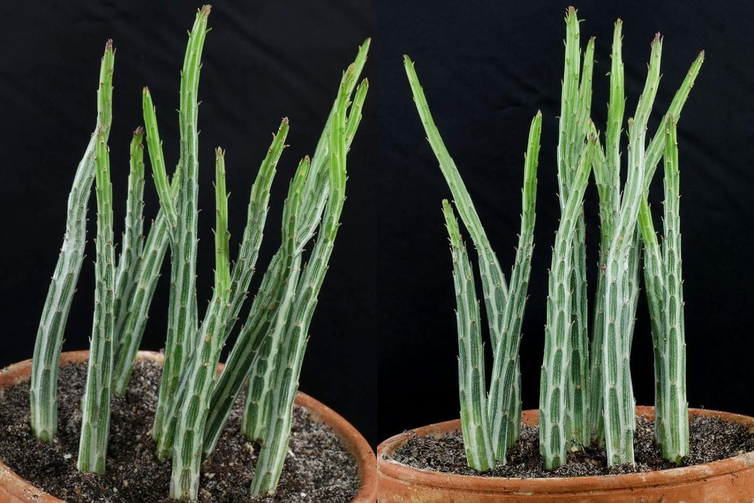 Pickle Plant Senecio - 3 Live Plants in 4 Inch Pots - Senecio Stapeliiformis - Beautiful Indoor Outdoor Cacti Succulent Houseplant