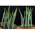 thumbnail image 4 of Pickle Plant Senecio - 3 Live Plants in 4 Inch Pots - Senecio Stapeliiformis - Beautiful Indoor Outdoor Cacti Succulent Houseplant, 4 of 6