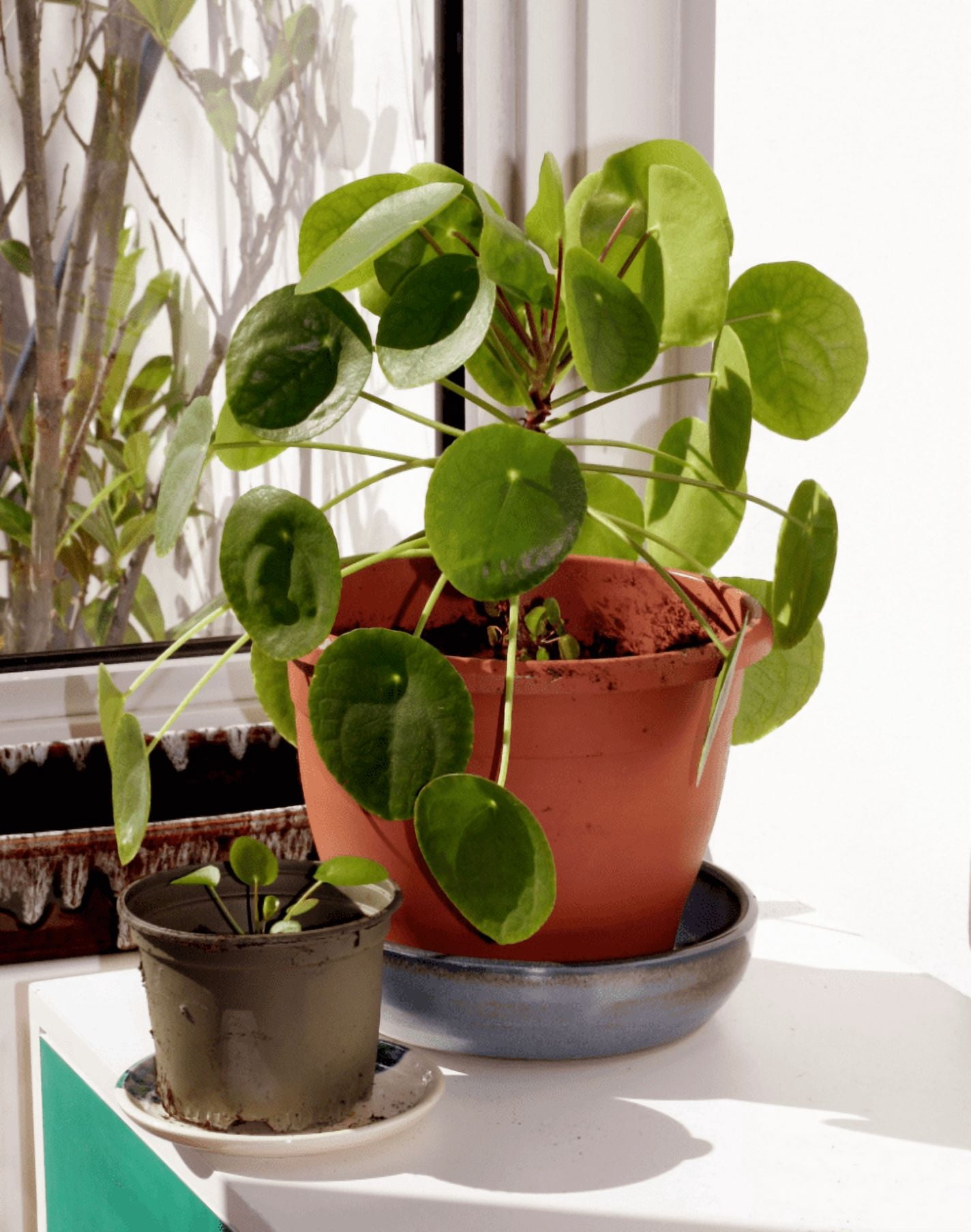 Pilea Peperomioides Plant Live for Planting, Chinese Money Plant in 2 Inc Pot, House Plant for Gardening Outdoors Indoors