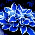 thumbnail image 6 of Midnight Blue Hosta-Midnight Blue Heart-Home Decoration for Planting Now-Premium Garden Stakes Perfect for Borders, 6 of 8