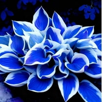 Midnight Blue Hosta-Midnight Blue Heart-Home Decoration for Planting Now-Premium Garden Stakes Perfect for Borders