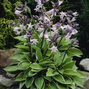Van Zyverden Hosta Francee Set of 5 Plant Roots Purple Partial Shade Easy to Grow 1 lb